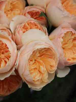 Джульетта (Juliet)