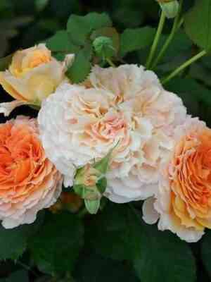 Джеф Л"Артист (Jef L'artiste)