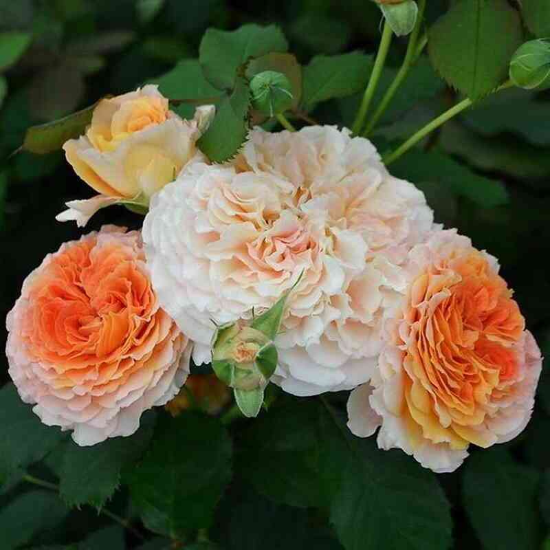 Джеф Л"Артист (Jef L'artiste)