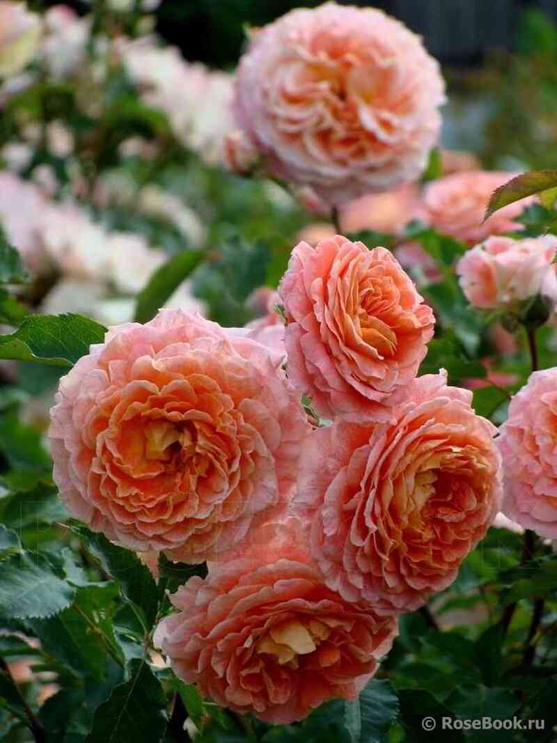 Джеф Л"Артист (Jef L'artiste)