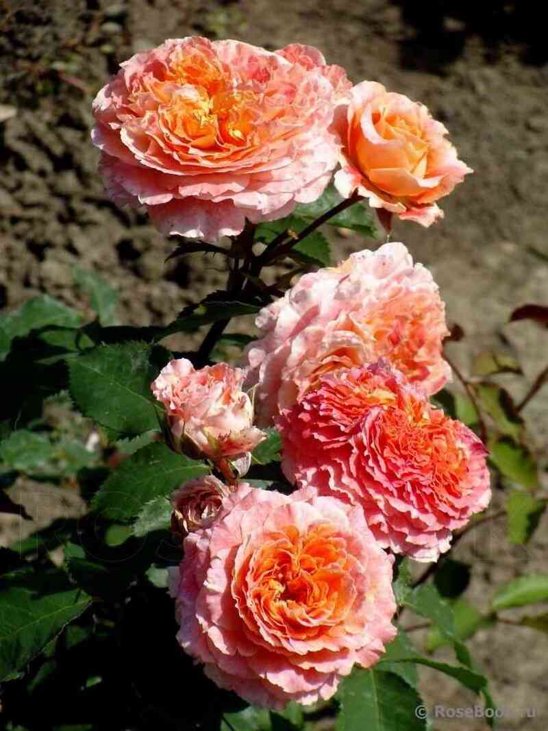 Джеф Л"Артист (Jef L'artiste)