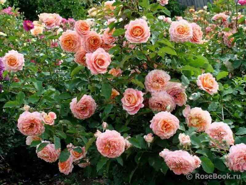 Джеф Л"Артист (Jef L'artiste)