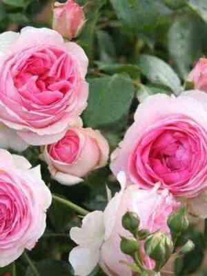 dzhehimdyubelle_joachimdubellay_optimized.jpg Джехим дю Белле (Joachim du Bellay)