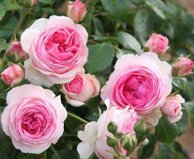 dzhehimdyubelle_joachimdubellay_optimized.jpg Джехим дю Белле (Joachim du Bellay)