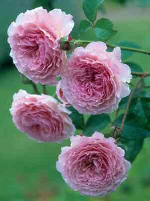 Джеймс Гальвей (James Galway)