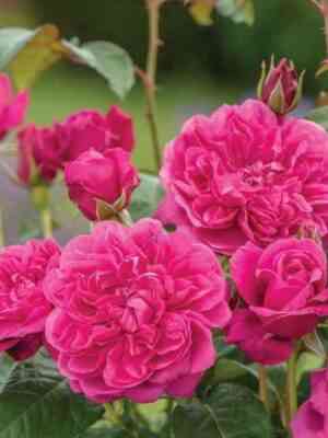 Джеймс Л. Остин (James L.Austin)