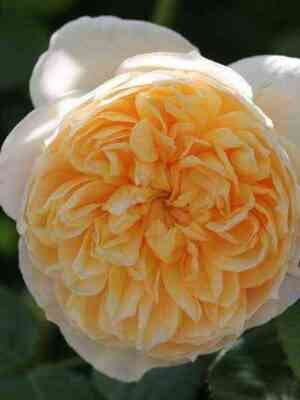 Джейн Остин (Jayne Austin)