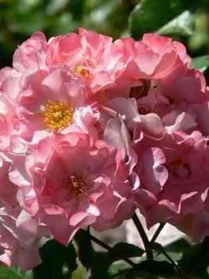 dzhekis-fejvorit-jackys-favorite_optimized.jpg Джеки'с Фэйворит (Jacky's Favorite)