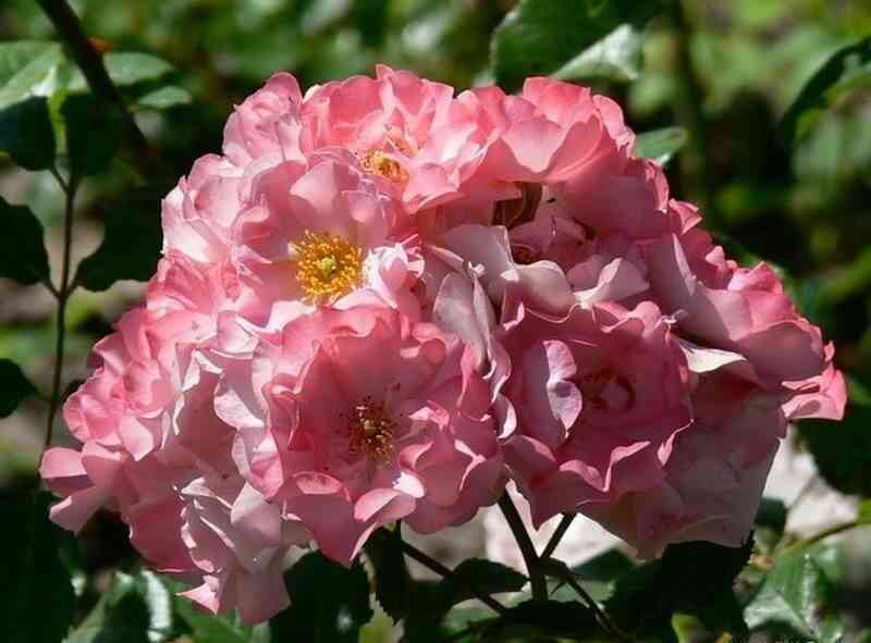 Джеки'с Фэйворит (Jacky's Favorite)