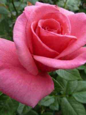 Джакаранда (Jacaranda)