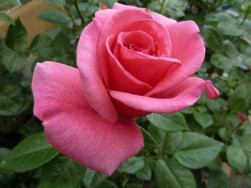 Джакаранда (Jacaranda)