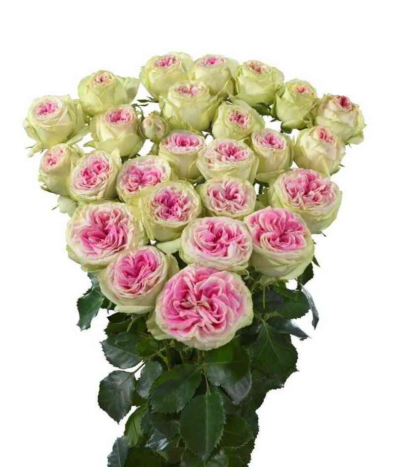 Джелато (Gelato)