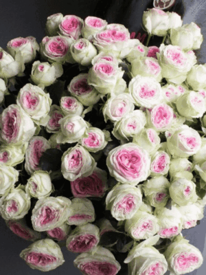 Джелато (Gelato)