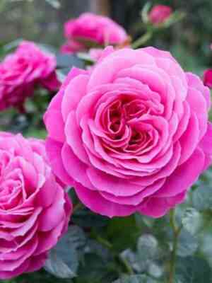 dzhemma.jpg Джемма (Gemma)