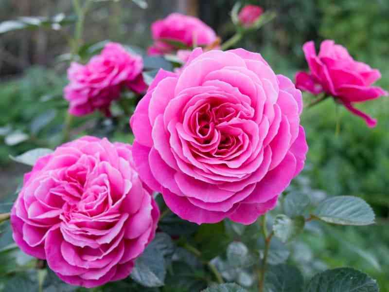 Джемма (Gemma)