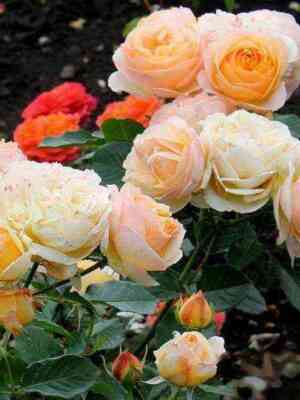 Женевьев Орси (Genevieve Orsi)