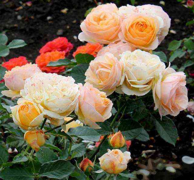 Женевьев Орси (Genevieve Orsi)