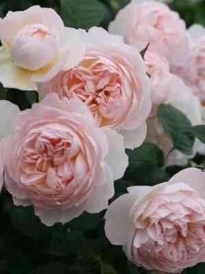 dzhentl-germione.jpeg Джентл Гермионе (Gentle Hermione)