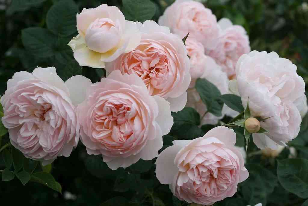 dzhentl-germione.jpeg Джентл Гермионе (Gentle Hermione)