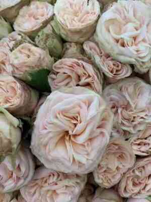 Джентл Трендсеттер (Gentle Trendsetter)