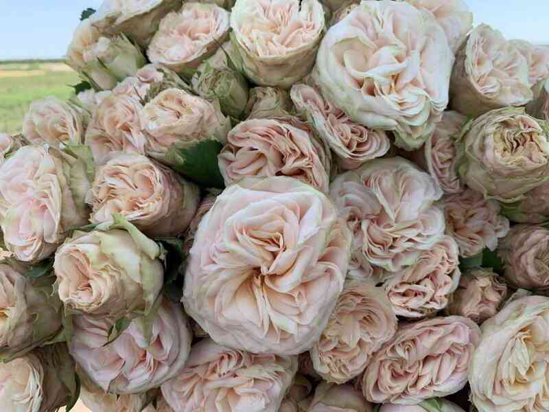 Джентл Трендсеттер (Gentle Trendsetter)