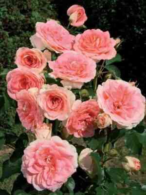 dzhet-set-jet-set_optimized.jpg Джэт Сэт (Jet Set)