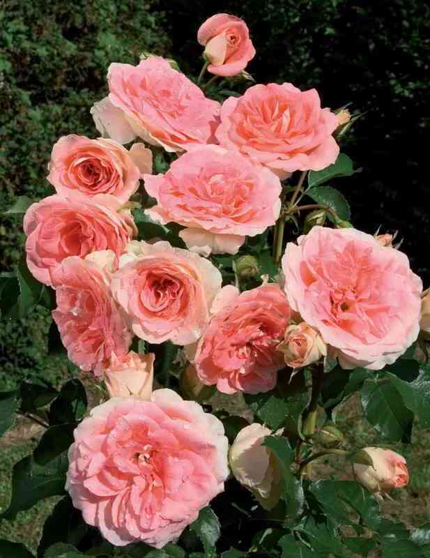 Джэт Сэт (Jet Set)