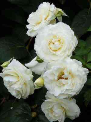 Джи Пи Коннел (J.P.Connell)