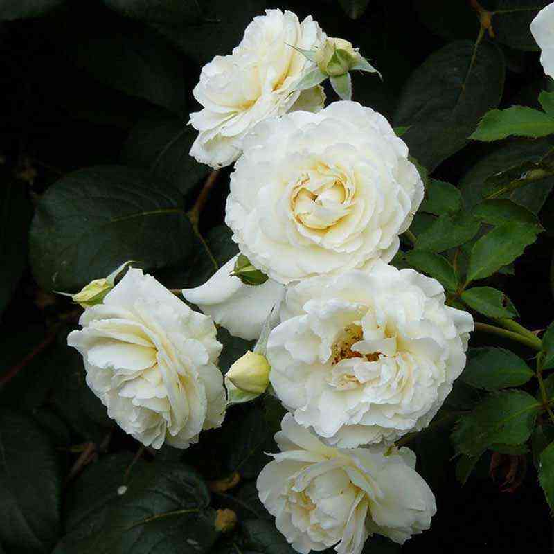 Джи Пи Коннел (J.P.Connell)