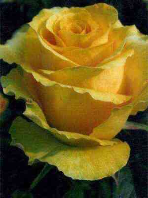 Джина Лоллобриджида (Gina Lollobrigida)