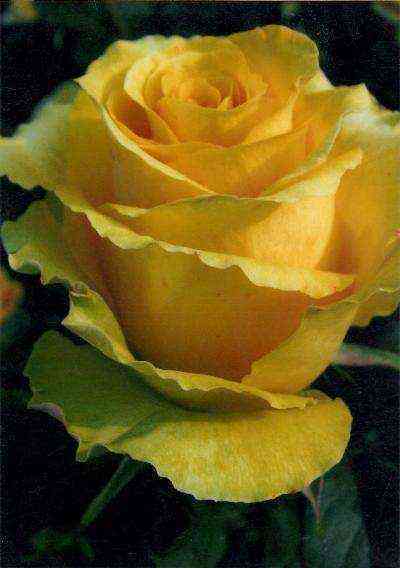 dzhina_laberdzhina.jpg Джина Лоллобриджида (Gina Lollobrigida)