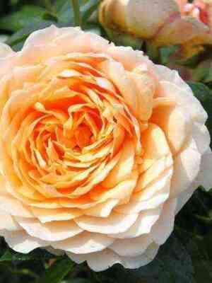 Джинджер Силлабаб (Ginger Syllabub)