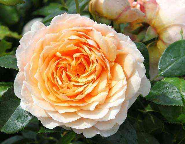 dzhindzher_silabab.jpg Джинджер Силлабаб (Ginger Syllabub)