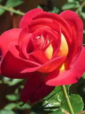 Джипси Карнивел (Gipsy Carnival)