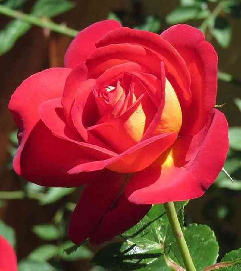 dzhipsi-karnivel.jpg Джипси Карнивел (Gipsy Carnival)