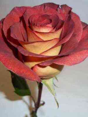 Джипси Леонидас (Gypsy Leonidas)