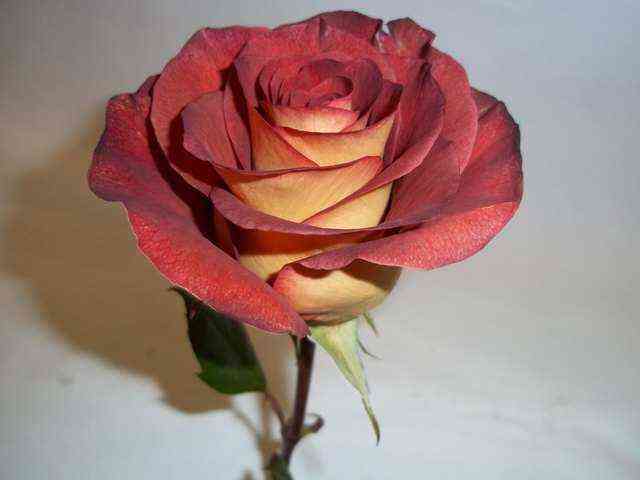 Джипси Леонидас (Gypsy Leonidas)