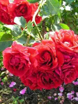 Джон Франклин (John Franklin)