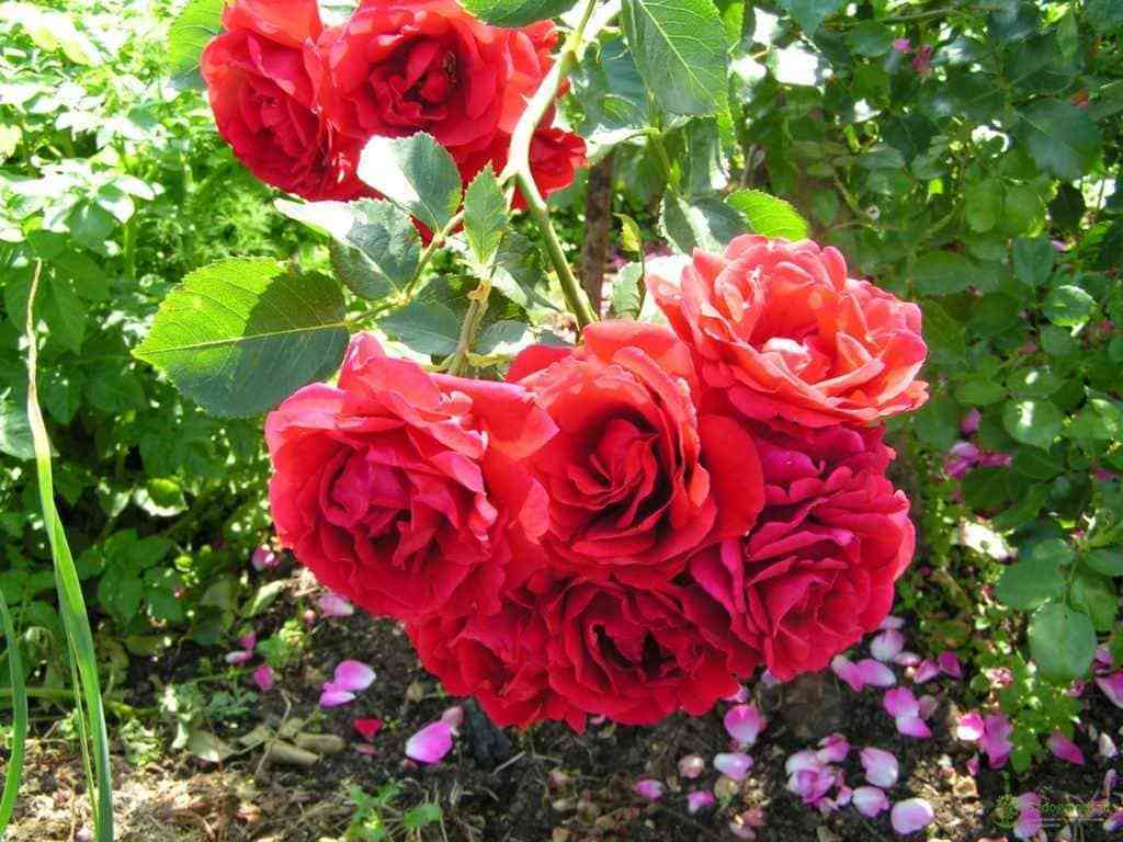 Джон Франклин (John Franklin)