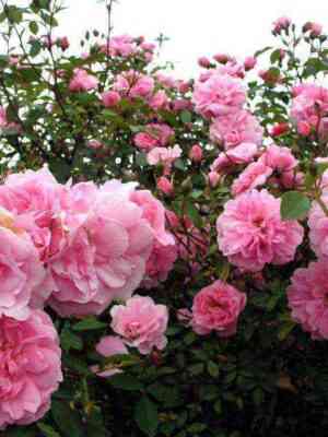 Джон Дэвис (John Davis)