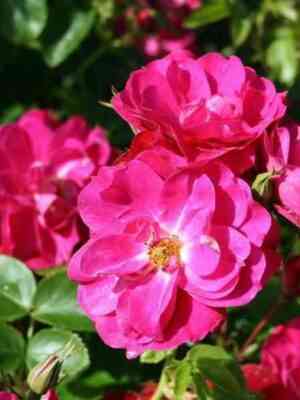 Джон Кэбот (John Cabot)