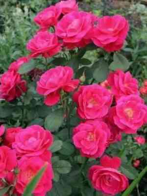 Джордж Ванкувер (George Vancouver)