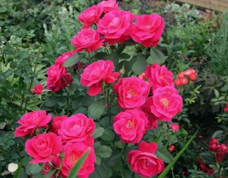 dzhordzh-vankuver-george-vancouver_optimized.jpg Джордж Ванкувер (George Vancouver)