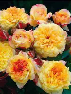 Жорж Данжан (Georges Denjean)