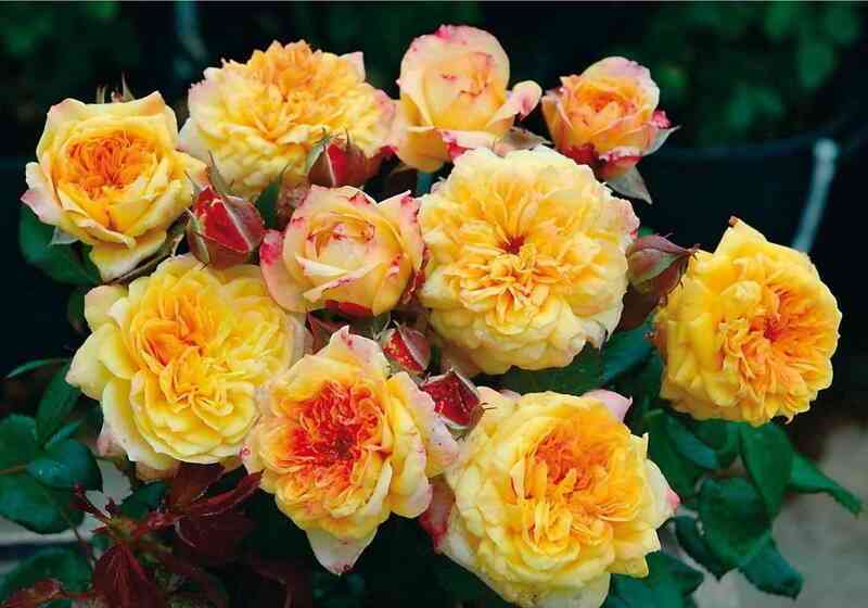 dzhordzh_danzhan1.jpg Жорж Данжан (Georges Denjean)