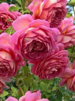 Джубили Селебрейшн (Jubilee Celebration)