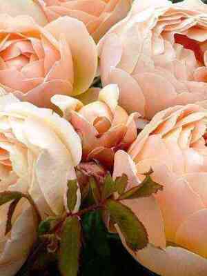 Джудзе Обскур (Jude the Obscure)