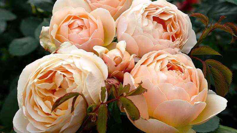 Джудзе Обскур (Jude the Obscure)