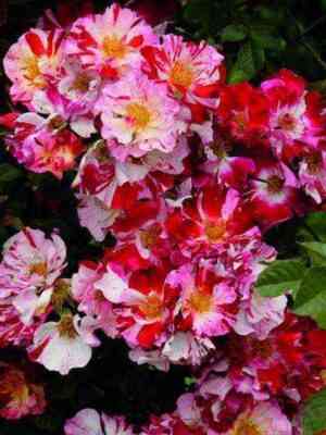 Крейзи фо Ю/Ханаби (Crazy for You/Hanabi)