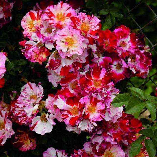 dzhulaj_krezi_fo_yu.jpg Крейзи фо Ю/Ханаби (Crazy for You/Hanabi)